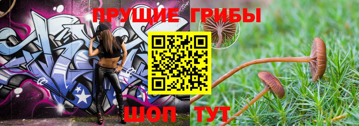 Галлюциногенные грибы Psilocybe Волжск